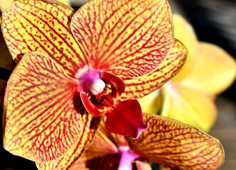 yellow orchid flower