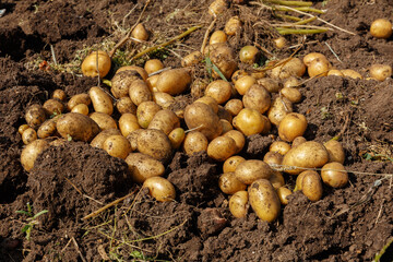 Pile of newly harvested potatoes on field. Harvesting potato roots from soil in homemade garden.