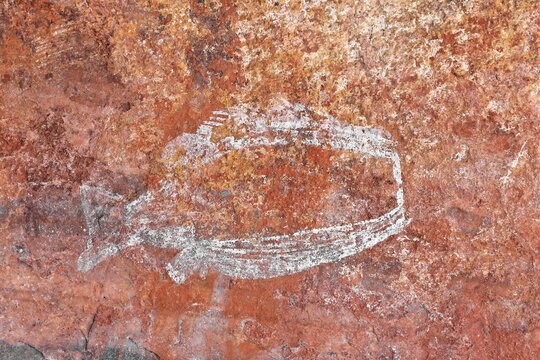 Aboriginal rock art: beheaded fish outlined in white-Namarrgarn Sisters Gallery. Ubirr-Kakadu-Australia-196