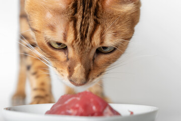 Domestic cat eats raw meat.