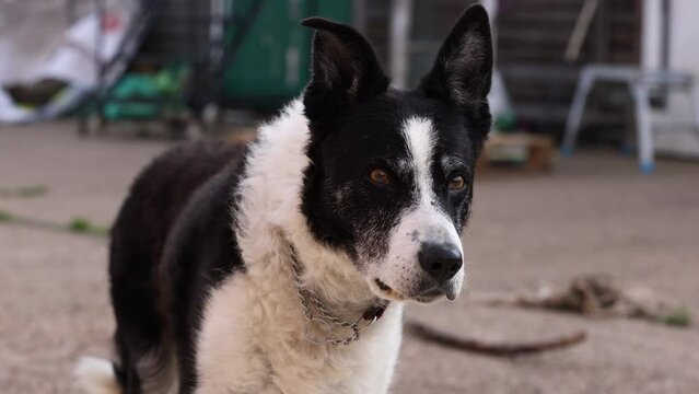 Old border collie dog alert and sniffing air