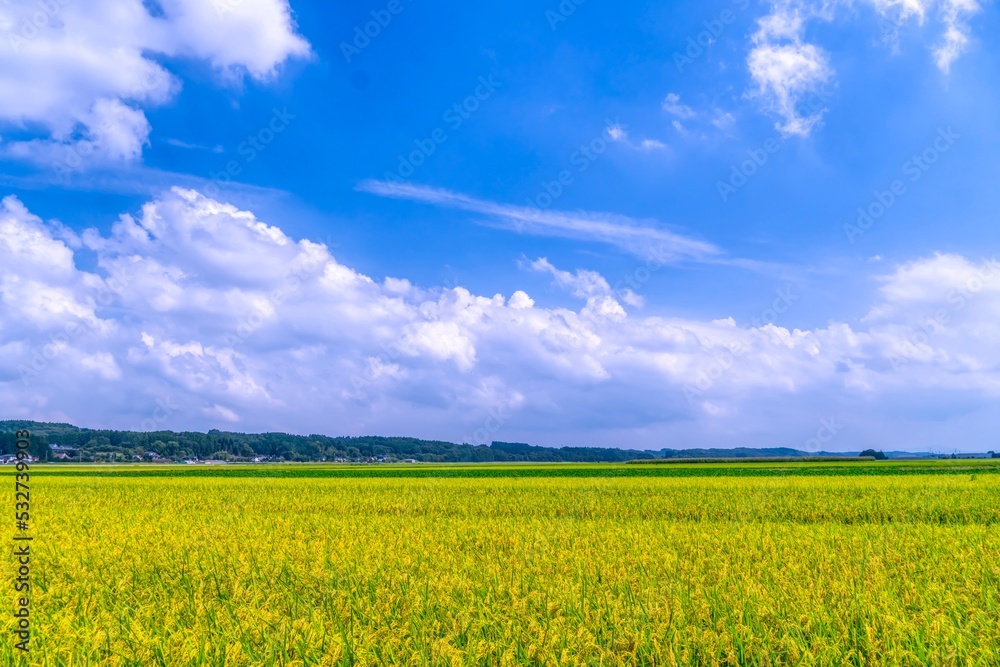 Wall mural 黄金色に実った稲と青空