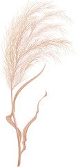Dry pampas grass floral plant of South America