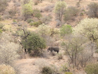 Kruger national park 