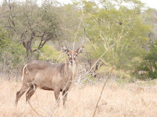 Kruger national park 