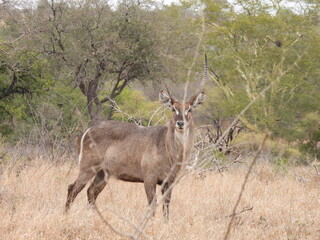Kruger national park 