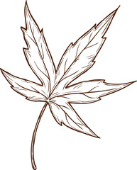 Sketch maple autumn leaf, vector brown foliage