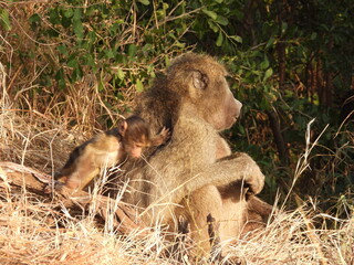 Kruger national park 