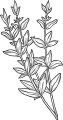 Sketch thyme herb branches, fresh aromatic spice