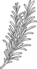 Sketch rosemary herb branch, isolated condiment