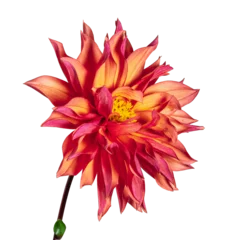 Deurstickers Isolated red dahlia flower blossom © manfredxy
