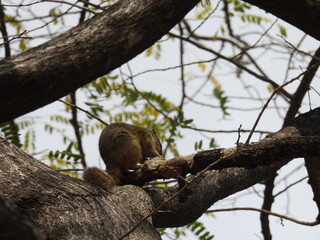 Kruger national park 