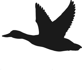Flying wild duck isolate bird in flight silhouette