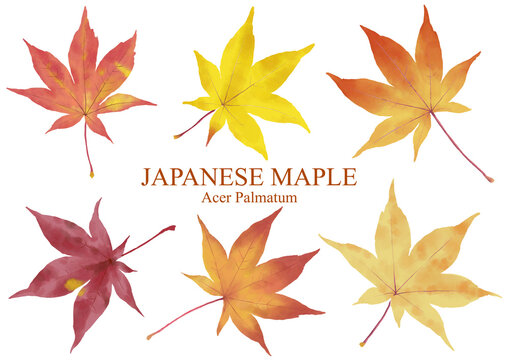Japanese maple, Autumn, 紅葉