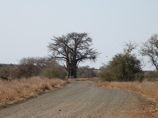 Kruger 2