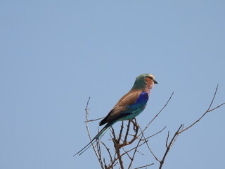 Kruger 2