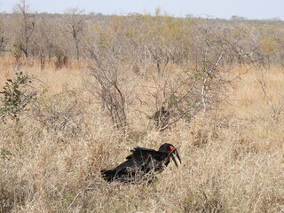 Kruger 2