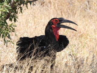Kruger 2