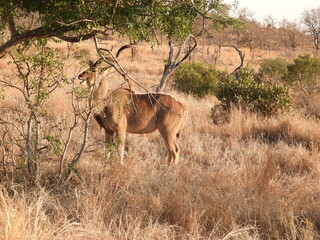 Kruger Park 