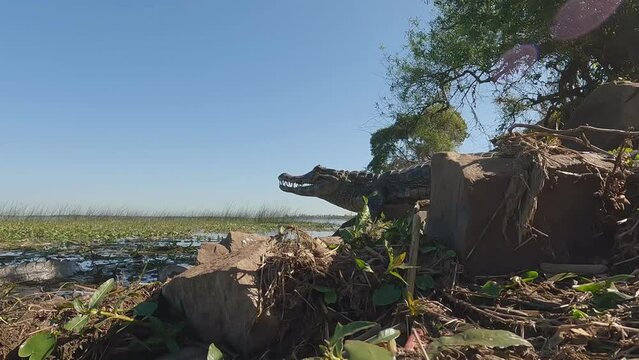 A caiman sits in the sun. Its mouth gapping. There are rocks in the foreground. The wetlands  and other more caiman can be seen in the background. The reptile is viewed from side on to the camera. 