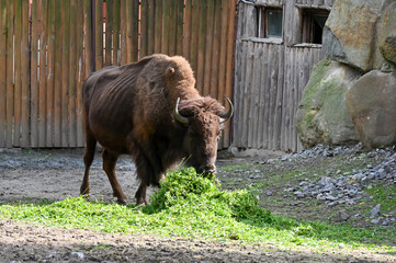 Bison eating grass at the farm
