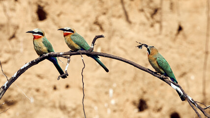 Bienenfresser am Sambesi