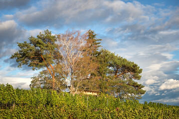 austrian burgenland vineyard with island of trees and hut