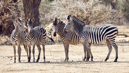 Fototapeta na wymiar Zebras im Mana Pools Nationalpark in Simbabwe