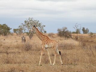 Kruger Park 