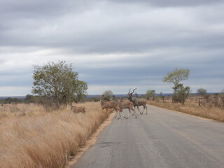 Kruger Park 