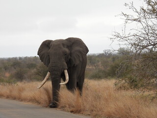 Fototapeta na wymiar Kruger Park 
