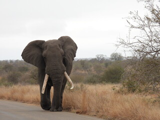 Kruger Park 