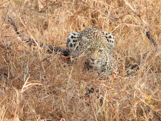 Kruger Park 