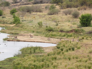 Kruger Park 