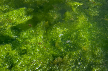 Dirty water with old dirty algae. Sour water in a river, pond or pool. Poor water care, disturbing...