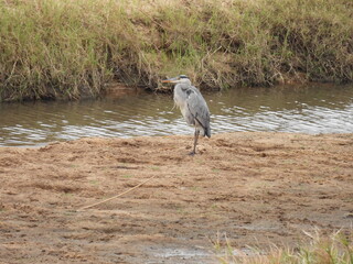 Kruger Park 