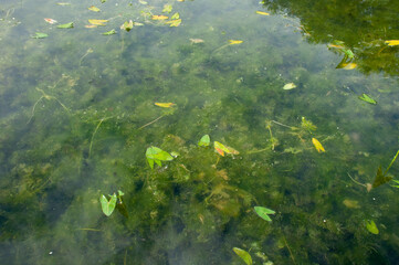 Fototapeta na wymiar Dirty water with old dirty algae. Sour water in a river, pond or pool. Poor water care, disturbing ecology