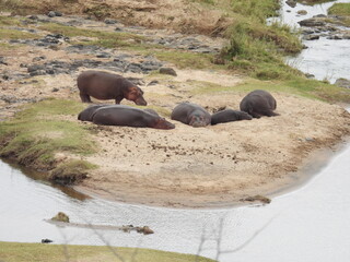 Fototapeta premium Kruger Park 