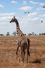 giraffe in the savannah