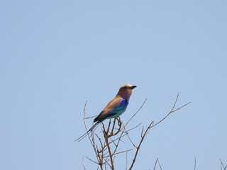 Kruger Park 