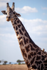 giraffe in the wild