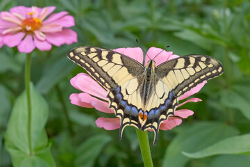 Obraz na płótnie Canvas Machaon butterfly sitting on pink zinnia flower