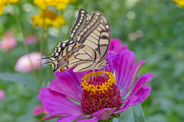 close up of butterfly sitting on purple zinnia flower