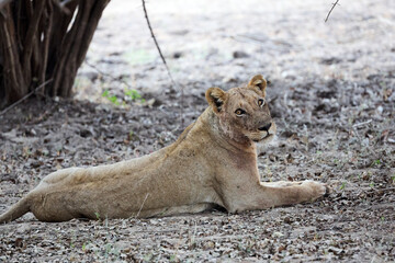 Löwen im Mana Pools Nationalpark