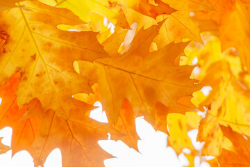 Naklejka na ściany i meble yellow and brown oak tree foliage at fall