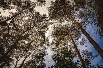 Wald im Gebiet der Mechelse Heide in Belgien