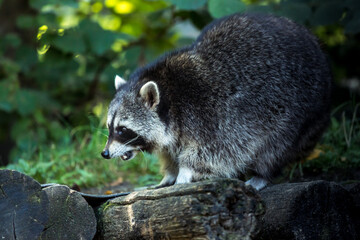Waschbär sucht nach Futter