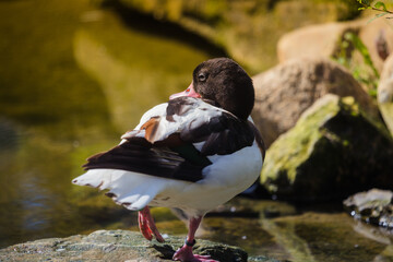 Brandente putzt ihr Gefieder