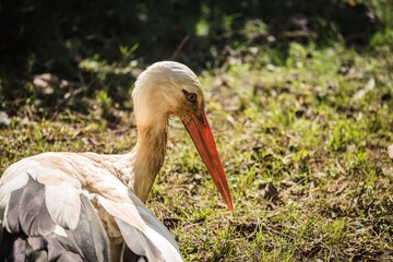 Weißstorch liegt im Gras