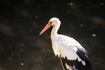 Weißstorch steht vor Wasser